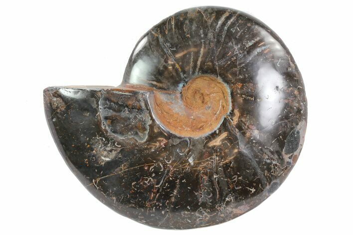 Black, Polished, Agatized Ammonite - Madagascar #77005